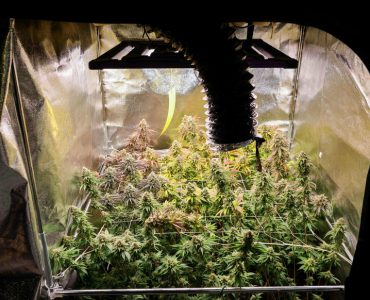 Pierrefitte : un agent municipal soupçonné de cultiver du cannabis à la Maison du peuple