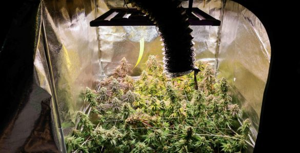 Pierrefitte : un agent municipal soupçonné de cultiver du cannabis à la Maison du peuple