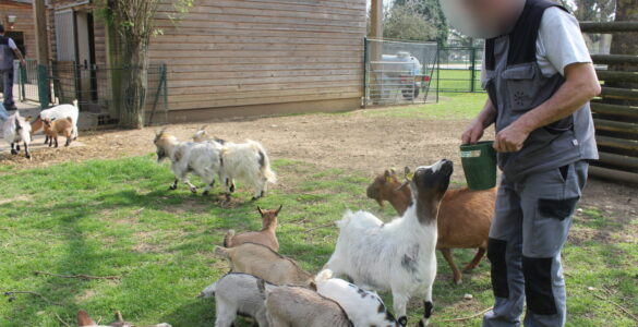 Chèvres photographiées dans l'enclos du parc de la Colombière à Dijon, photo d'archives (illustration).
