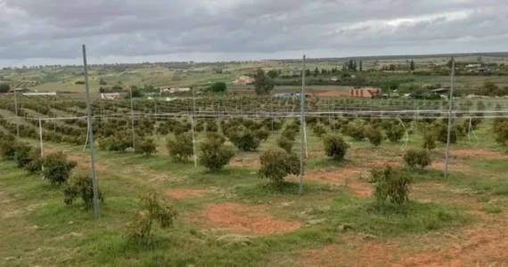 Culture d’avocats au Maroc