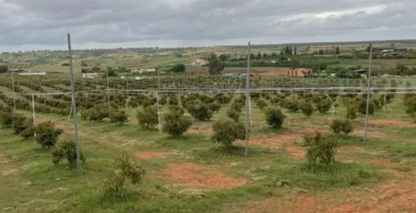 Culture d’avocats au Maroc
