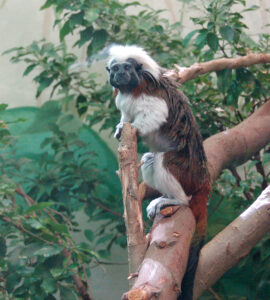 Tamarin pinché sur une branche, espèce de singe touchée par le vol à Lescar