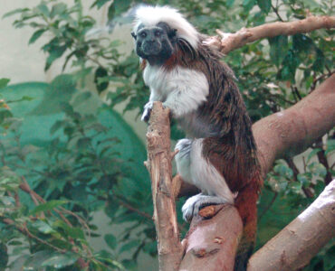 Tamarin pinché sur une branche, espèce de singe touchée par le vol à Lescar