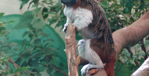 Tamarin pinché sur une branche, espèce de singe touchée par le vol à Lescar