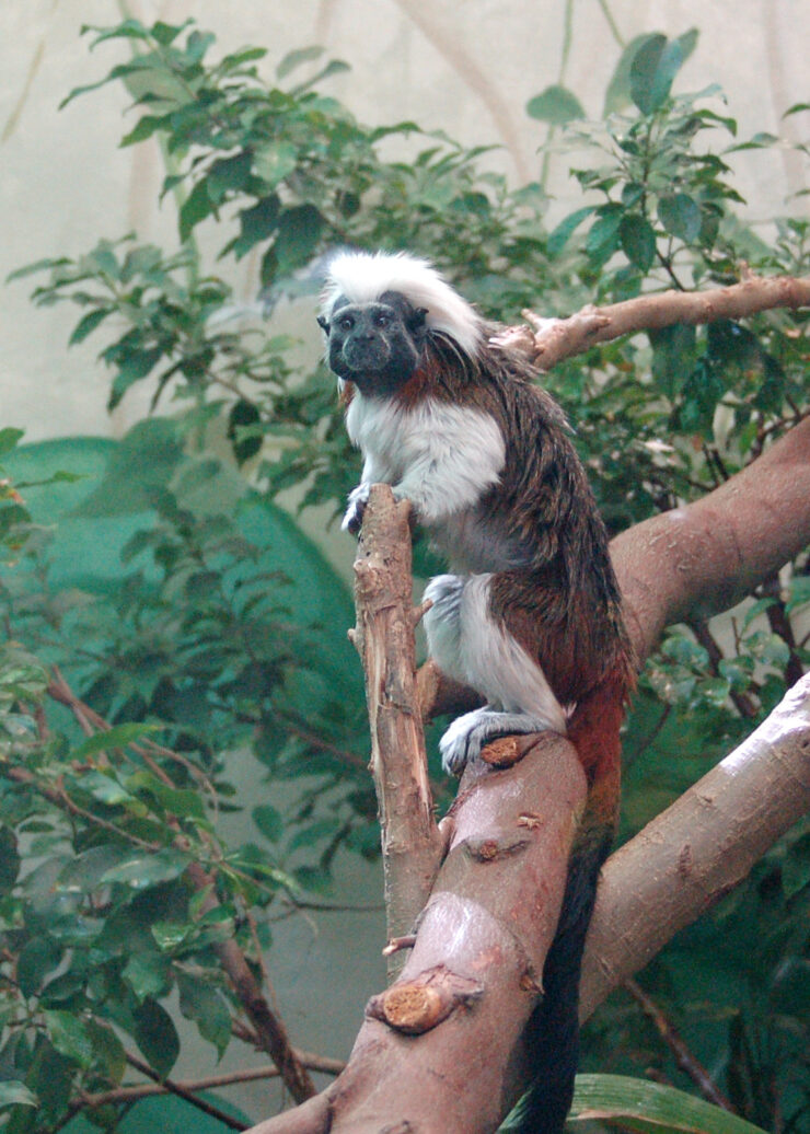 Tamarin pinché sur une branche, espèce de singe touchée par le vol à Lescar