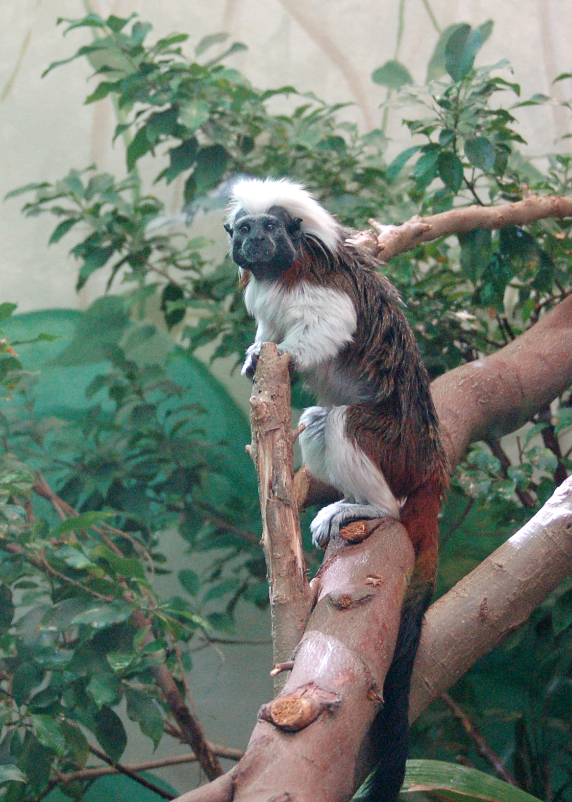 Un tamarin pinché, espèce concernée par le vol au zoo de Lescar